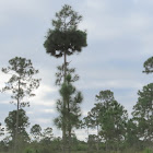 Slash Pine with Witches Broom