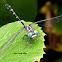 Eastern Least Clubtail Dragonfly