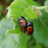 Cylindrical Leaf Beetles (copulation) ♂♀