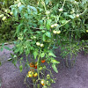 Tomatoe Plant