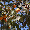 Japanese Persimmon