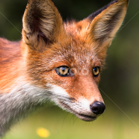 foxy face by Eriks Zilbalodis - Animals Other Mammals