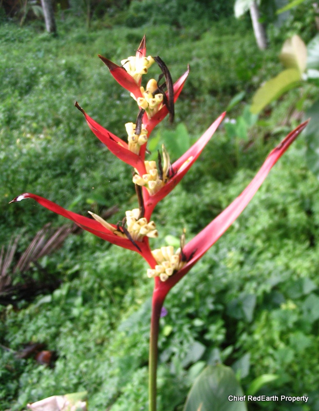 Expanded Lobster Claw Heliconia