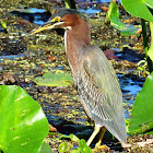 Green Heron