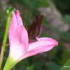 unknown butterfly on Pink Rain Lily