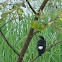 (Shalik)Asian Pied Starling 
