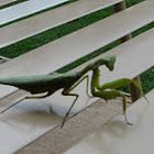 Giant Asian Preying Mantis