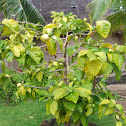 Indian Mulberry (Noni)
