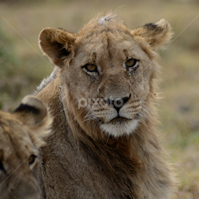 African Lion by Ross Thornhill - Animals Lions, Tigers & Big Cats