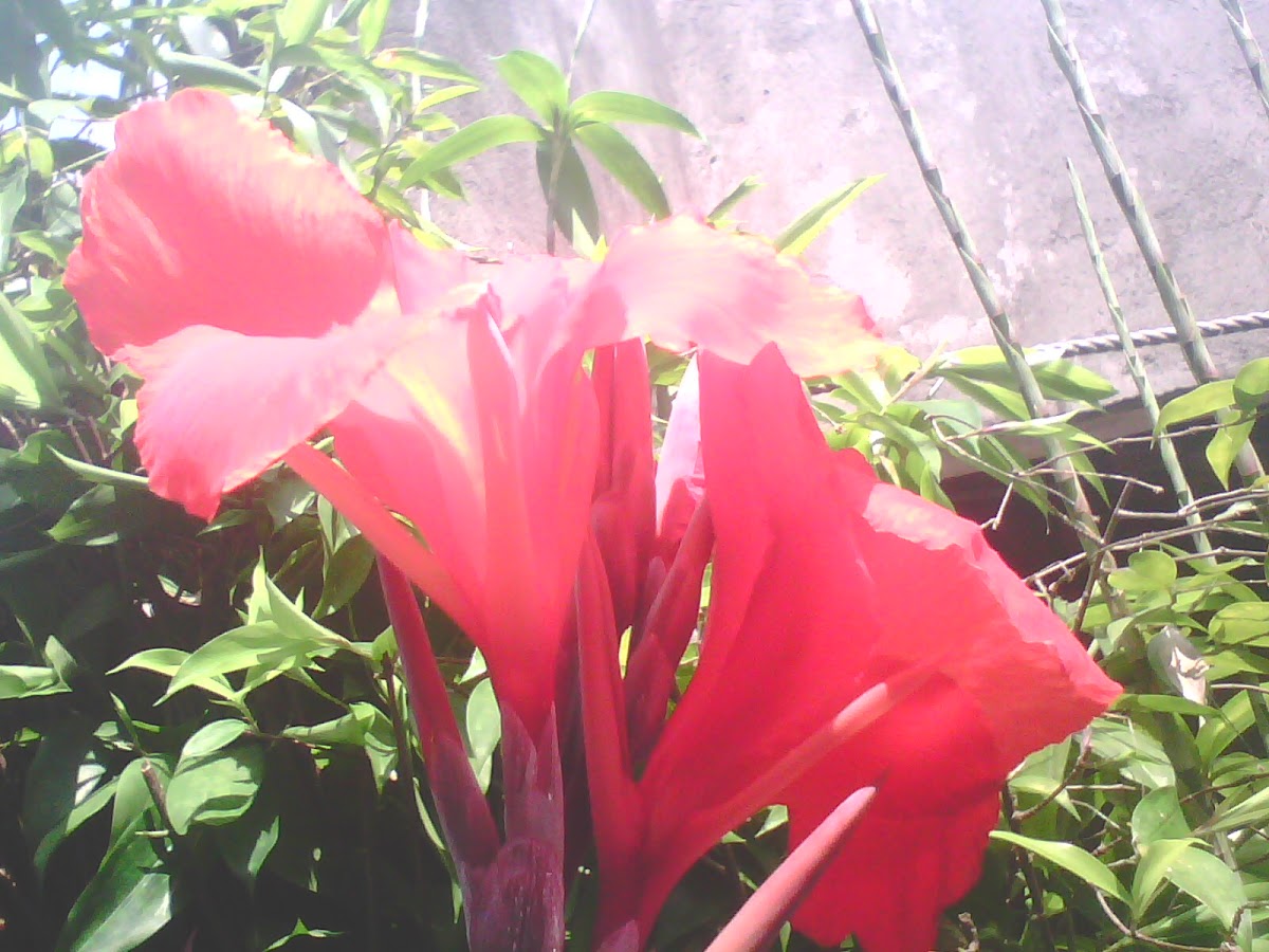 canna lily