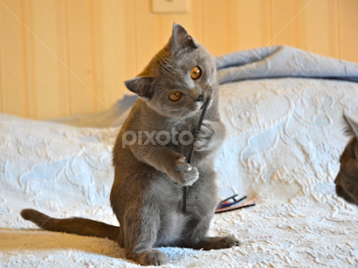 √70 ou plus photo de chat chartreux 179878-Photo bebe chat chartreux