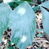 Fishtail Palm Leaves
