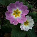 Primula