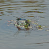 Common Green Darner dragonflies (mating pair)