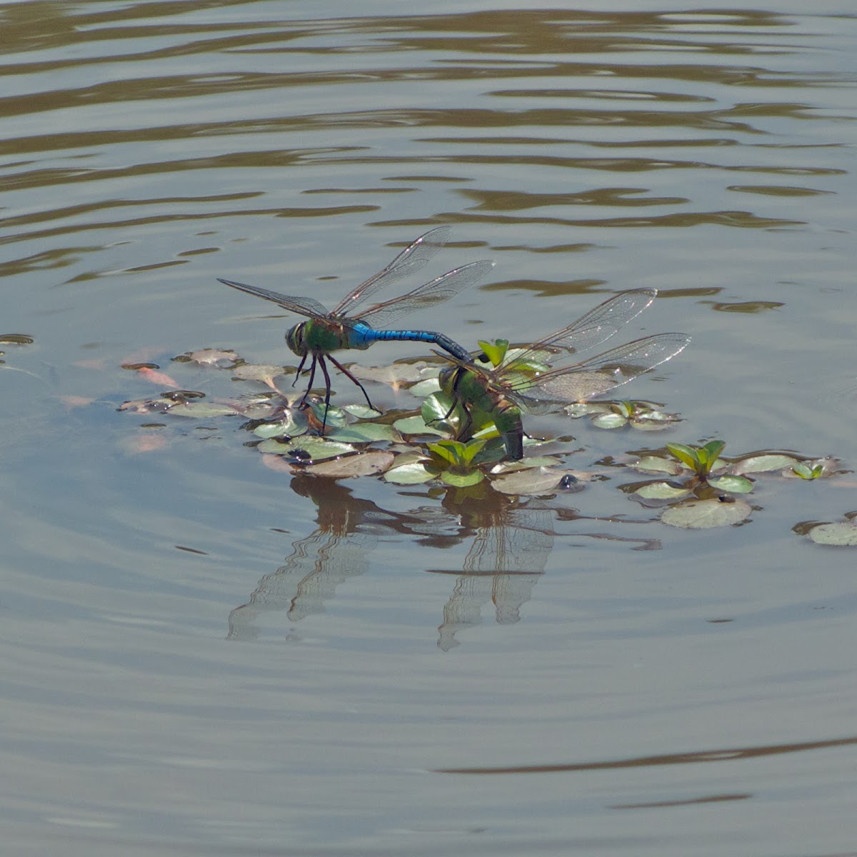 Common Green Darner dragonflies (mating pair)