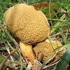 Bovine Bolete mushroom