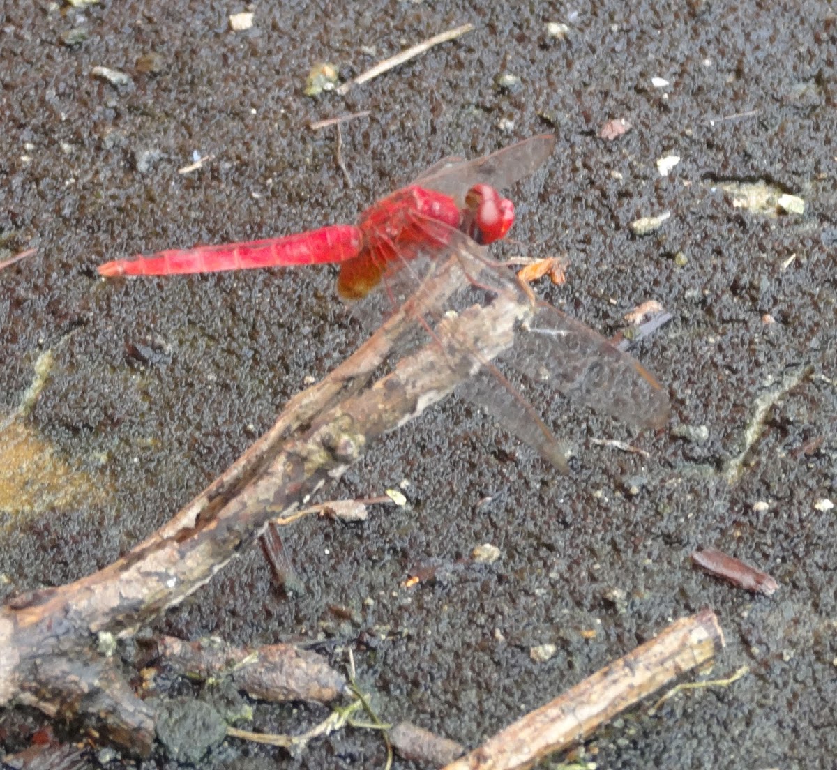Ruddy Marsh Skimmer Dragonfly