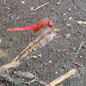 Ruddy Marsh Skimmer Dragonfly