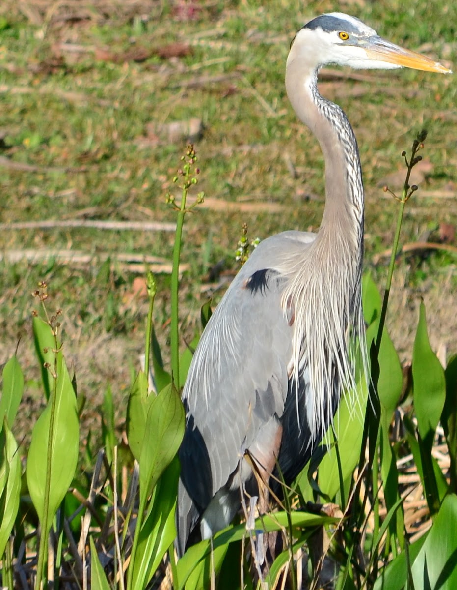 Great blue Heron