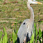 Great blue Heron