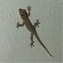 Common Gecko