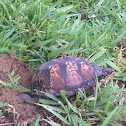 Gulf Coast Box Turtle