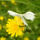 White Plume Moth (aka Angel)