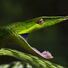 Common Vine Snake