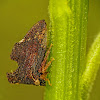 Treehopper