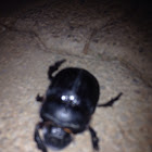 dung beetle