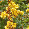 Yellow Poinciana