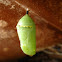 Monarch Butterfly Chrysalis