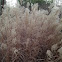 Chinese silver grass