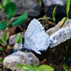 Eastern-tailed Blue