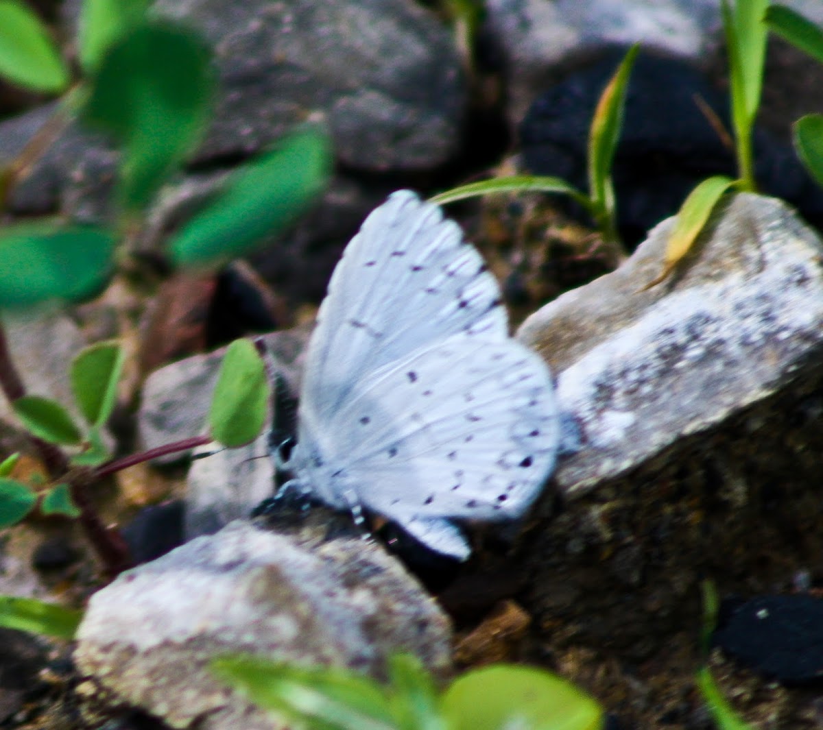 Eastern-tailed Blue