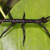 Black Stick Insect