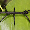 Black Stick Insect