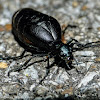 Oil beetle