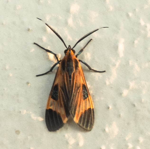 Lucetius Tiger Moth