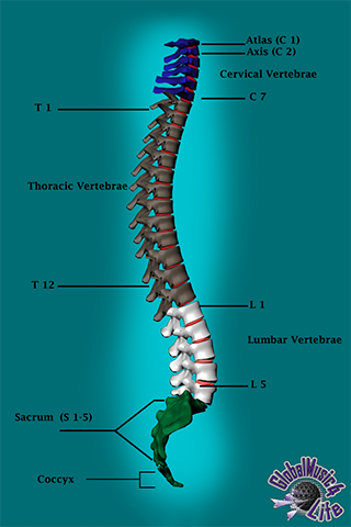 GM4L Spinal Column Game