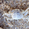 Estuarine ghost crab