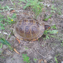 Three toed box turtle