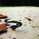 Northern Redbelly Snake