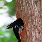 Black Backed Woodpecker