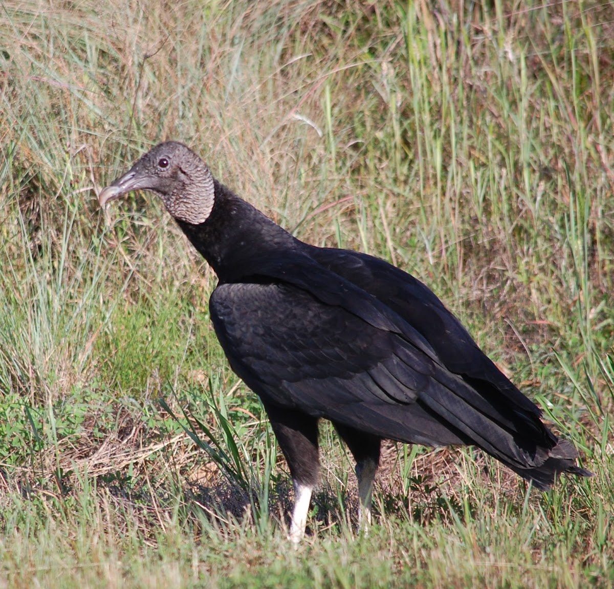 Black Vulture