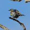 Audubon's Yellow-rumped Warbler