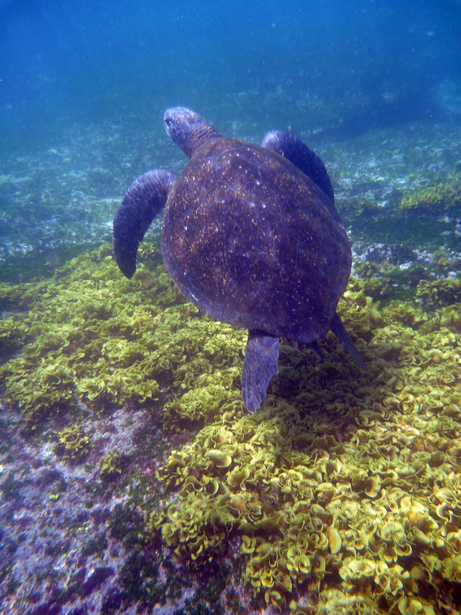 green sea turtle