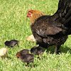 Mother hen and the chicks