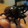 Ox Beetle, male