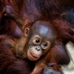 Neugierig by Friedhelm Peters - Animals Other Mammals